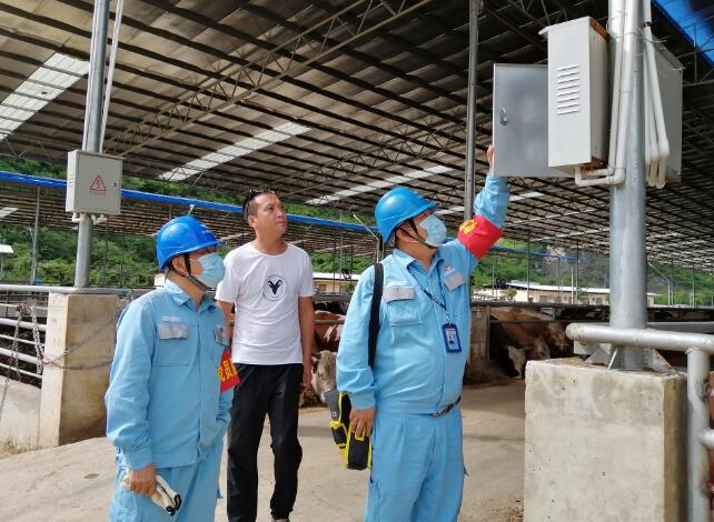 廣西寧明供電公司優質電力助力養殖事業越來越“牛”