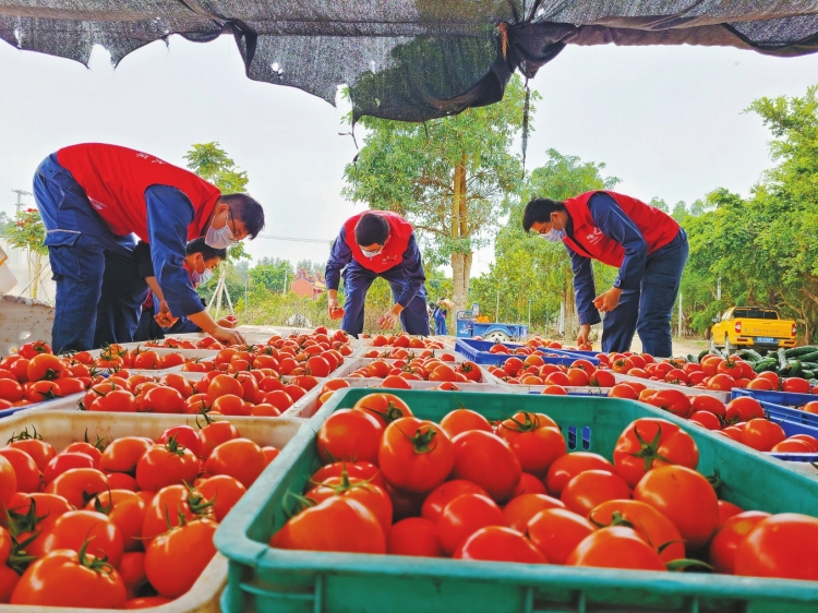 廣東東海供電局黨團共建進田間 助農增收“節節高”