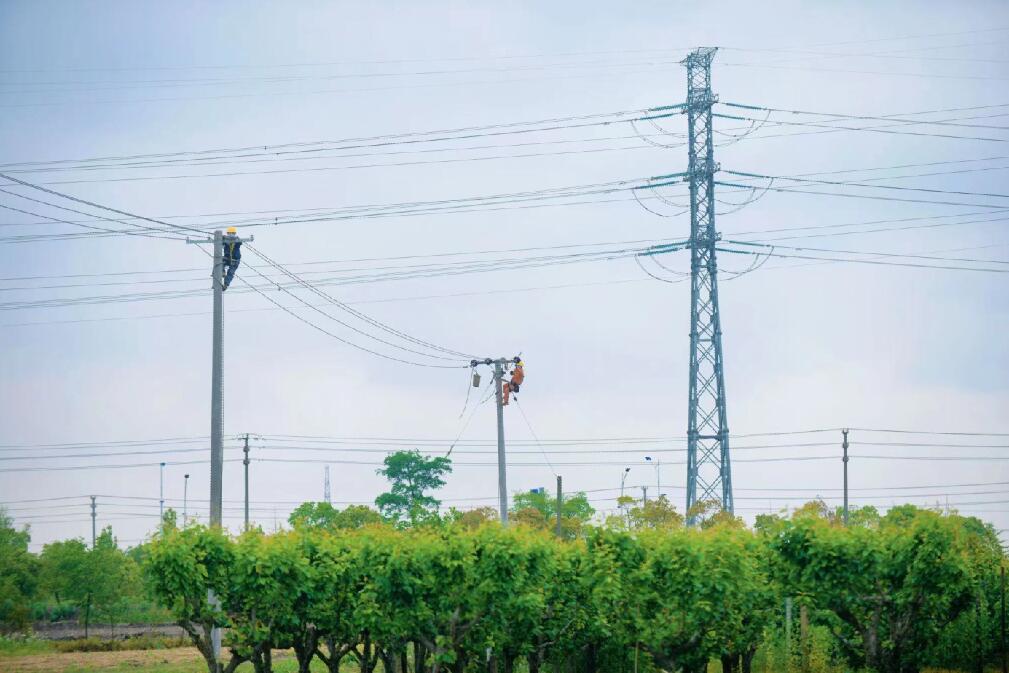 國網余姚市供電公司：小小榨菜頭 振興大產業