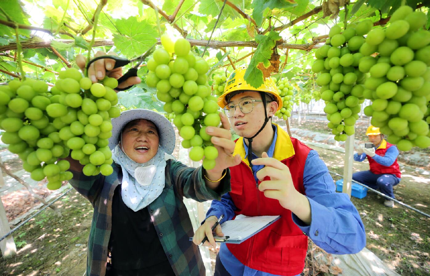 國網余姚市供電公司：用電有保障 葡萄“串”起致富路