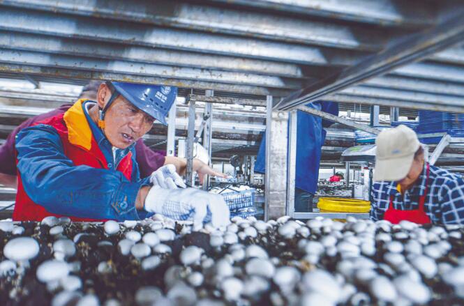 安徽灣沚供電公司:打造先鋒團隊 服務鄉村振興