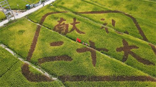 國網壽寧縣供電公司：“黨建+服務”助力秋收“谷滿倉”