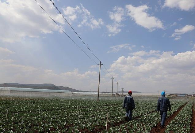 云南沾益供電局可靠供電助力鄉村經濟高質量發展