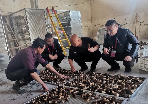 湖北竹溪供電公司供電優質服務助力羊肚菌產業發展壯大