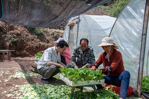 國(guó)網(wǎng)會(huì)理市供電公司:做好電力保障 護(hù)航煙苗移栽