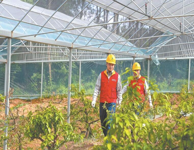 浙江蘭溪:可靠電助“黃金果”豐收