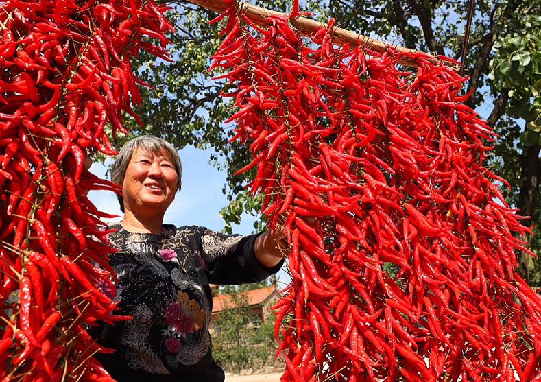 中國煤炭科工定點幫扶出實招 助力鄉村振興見實效