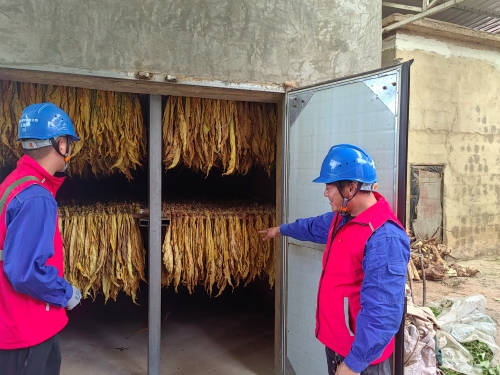 國網會理市供電公司:金葉飄香“趕烤”忙 優質服務助增收