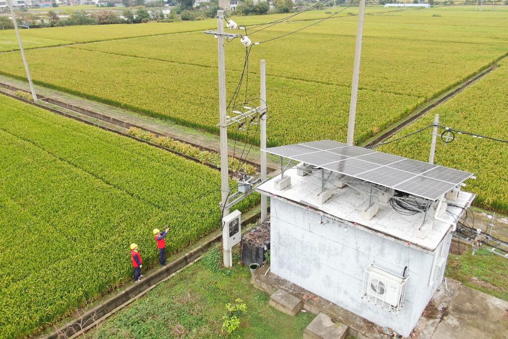 國網余姚市供電公司:晚稻飄香季 電助好“豐”光