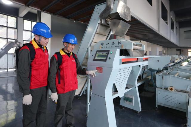 國網(wǎng)泰順縣供電公司:電力護(hù)航 春茶飄香