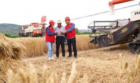 國網平涼供電公司:風吹麥浪香滿園 電力護航保豐年