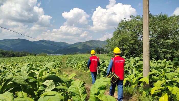 國網洛南縣公司“零距離”服務煙農 護航“黃金葉”生產