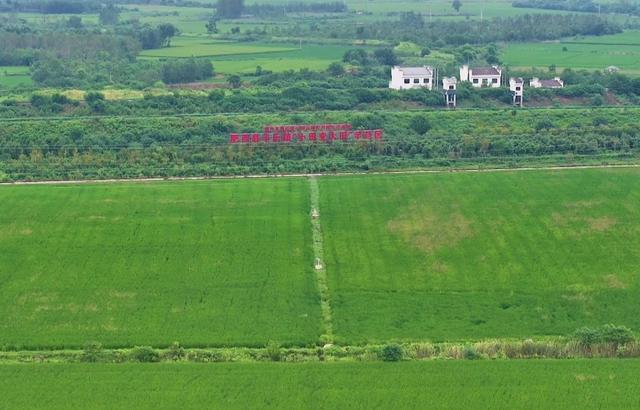 安徽肥西:電力助農“守護”秋糧豐收