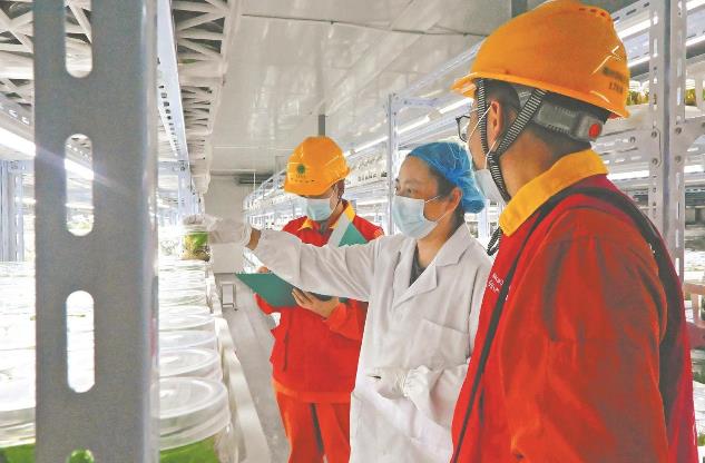 浙江衢州:中藥飄香產業興旺