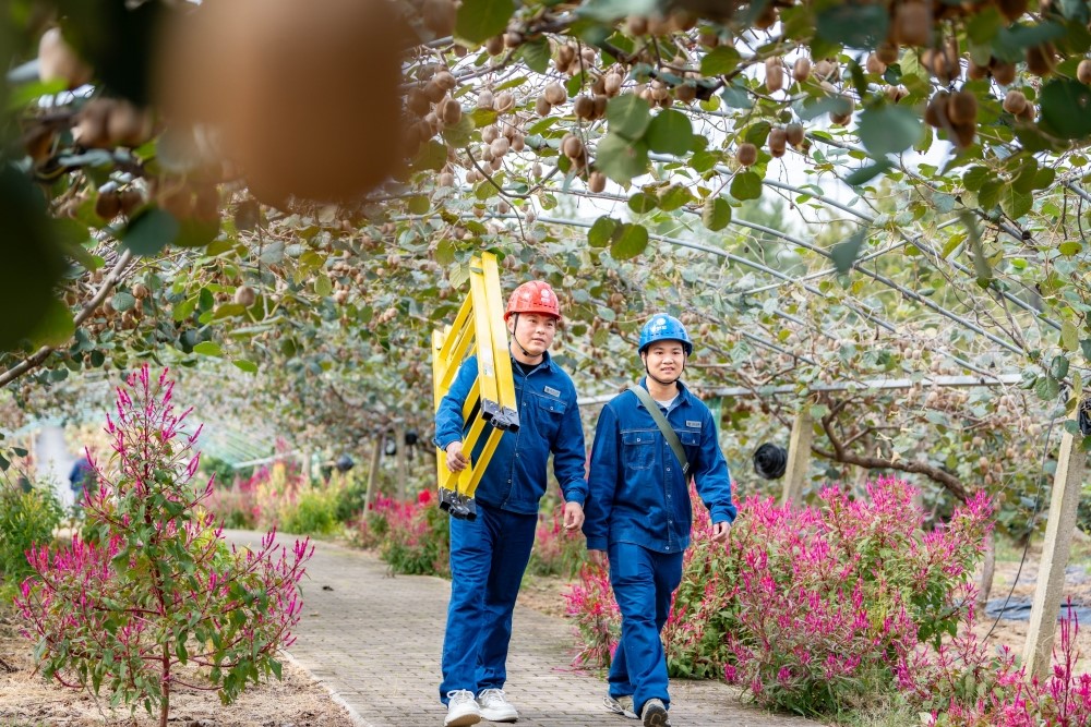 廣德供電:電力賦能 甜“獼”滿枝