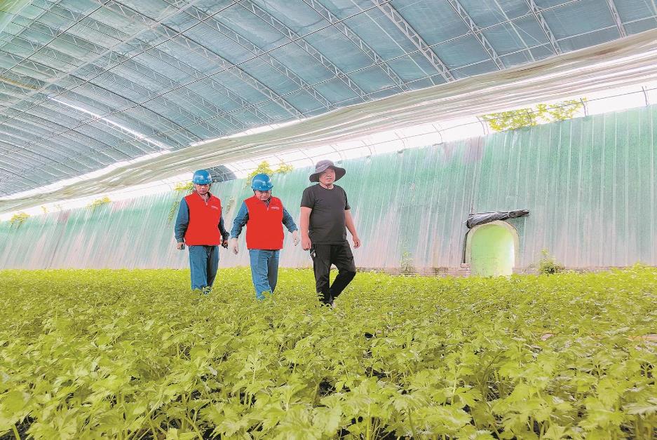 寧夏賀蘭縣:賀蘭山下,稻香魚肥