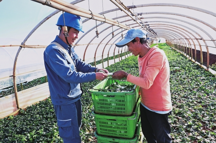 云南紅河供電局電力賦能“菜籃子”工程高質量發展