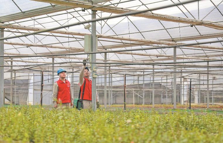 福建省上杭縣“紅綠”相映 產業興旺