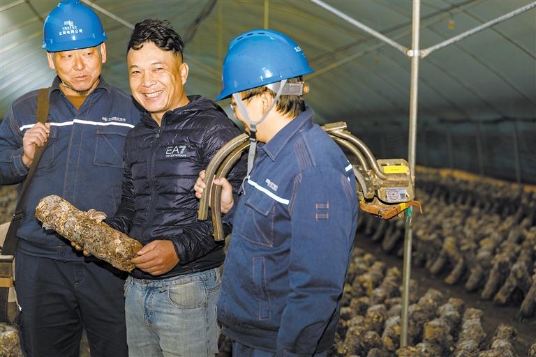 云南馬龍供電局電能助力蘑菇飄香發