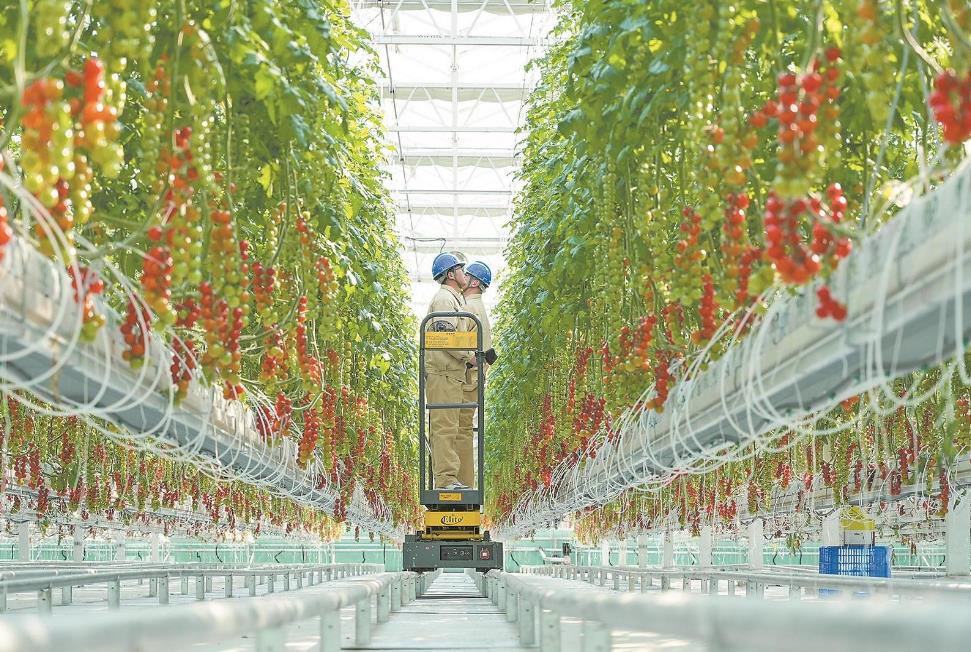 江蘇南通供電公司黨委聚焦服務鄉村發展實施黨建專項行動