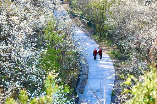 國網壽寧縣供電公司：梨山飛雪映紅霞 電力護航春意濃